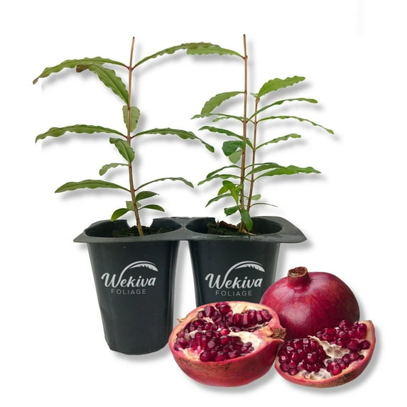 Sweet Pomegranate Tree - 2 Live Tissue Culture Starter Plants - Edible Fruit Bearing Tree for The Patio and Garden