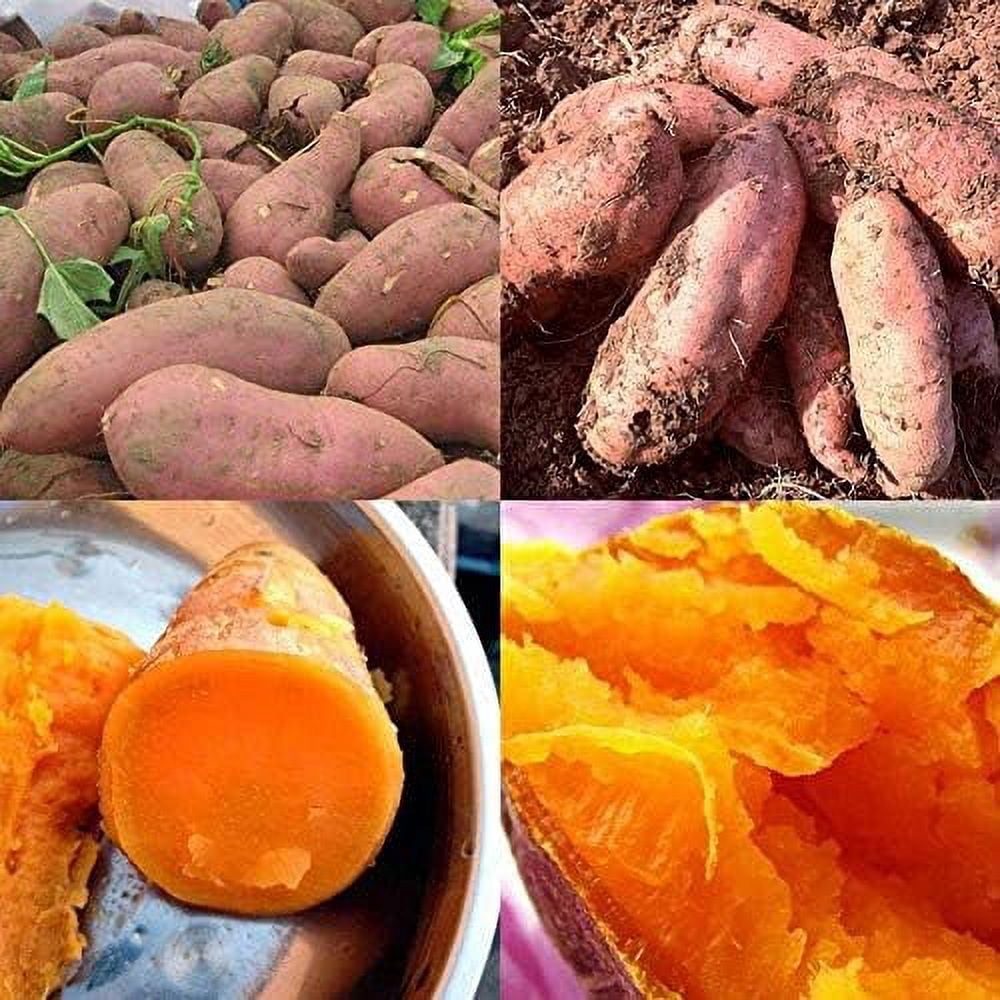 Sweet Potato Seeds, 50Pcs Purple Sweet Potato Seeds Nutrition Delicious
