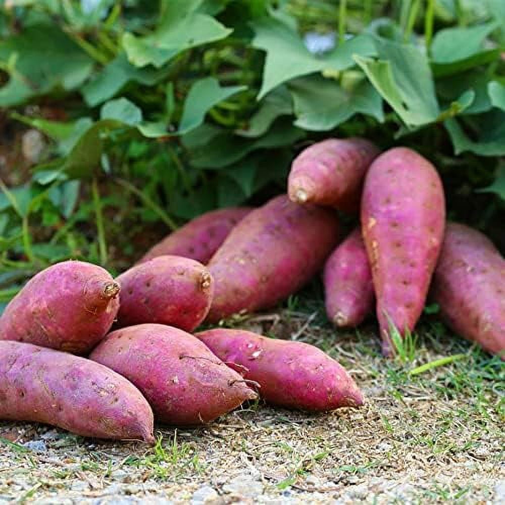 Sweet Potato Seeds, 50Pcs Purple Sweet Potato Seeds for Planting