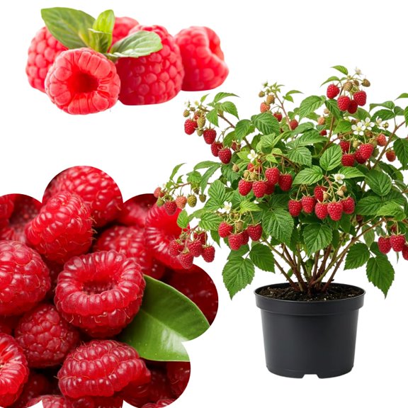 Sweet Raspberry Plant Live, Berry Bushes Plant, 6-8 Inch Tall, 4 Inch Pot
