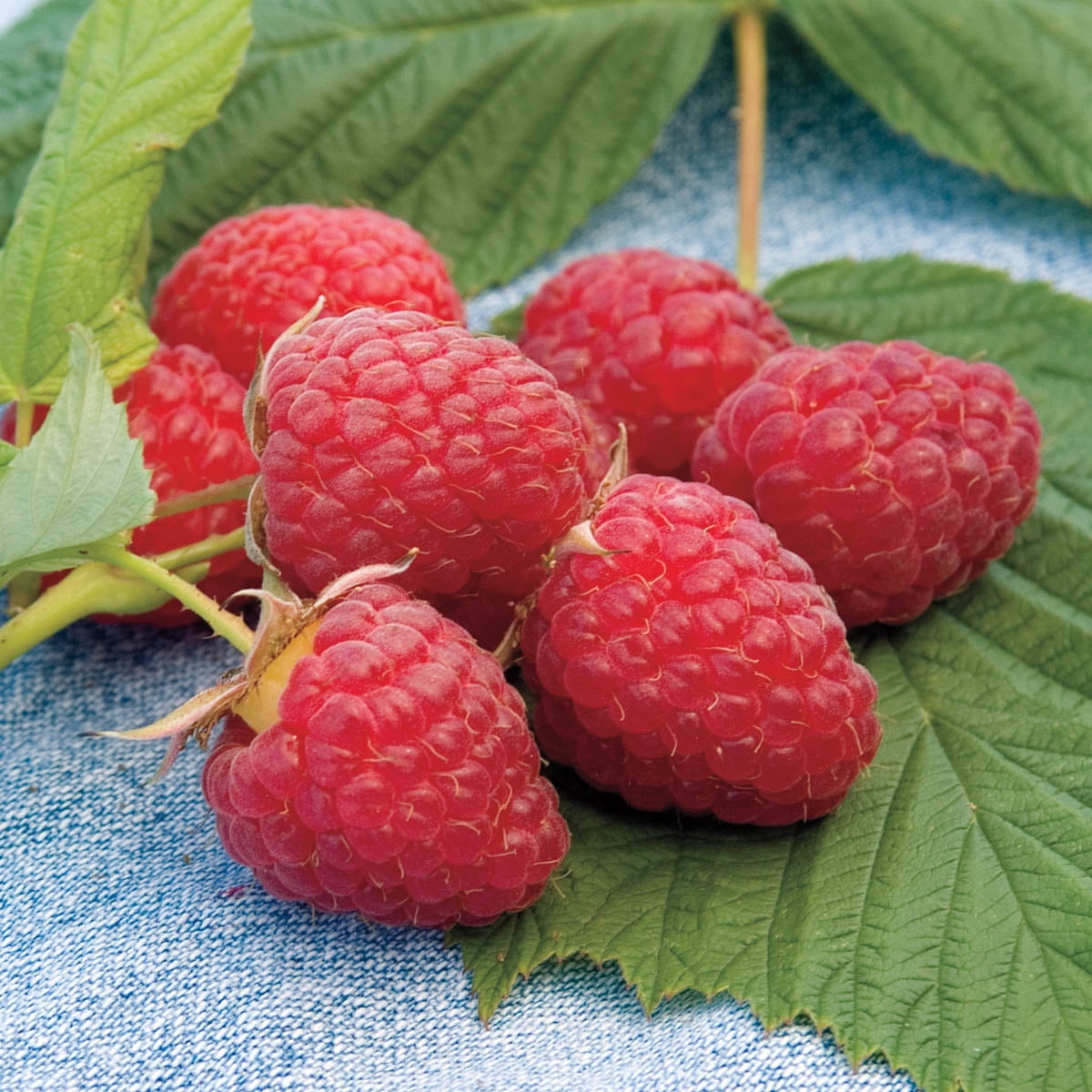 Baby Raspberry Root Sweet Repeat Raspberry Bush Dormant Bare Root Fruit Bearing Starter ...