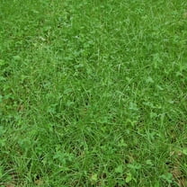 Sweet Spot Deer Food Plot Seed - SucraSeed - 10 LBS