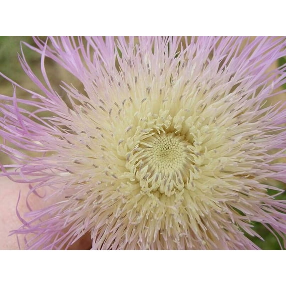 Sweet Sultan Thistle Plant Seeds (100 Seeds) - Centaurea Americana, American Star-Thistle, Basket-Flower
