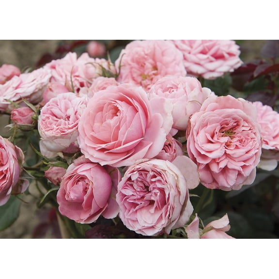 Sweet Sunblaze Miniature Rose Bush - Hardy - 2.5" Pot