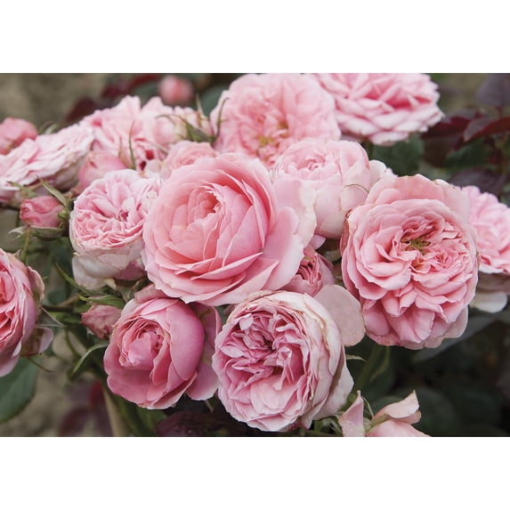 Compact Hardy Roses Sweet Sunblaze® Miniature Rose Bush - Hardy - 2.5