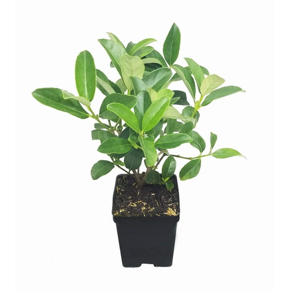 Sweet Viburnum  1 Large 4 Inch Pot  Viburnum Odorotissimum  Live Plants  Fast Growing Privacy Hedge, Shrub, Privacy Screen