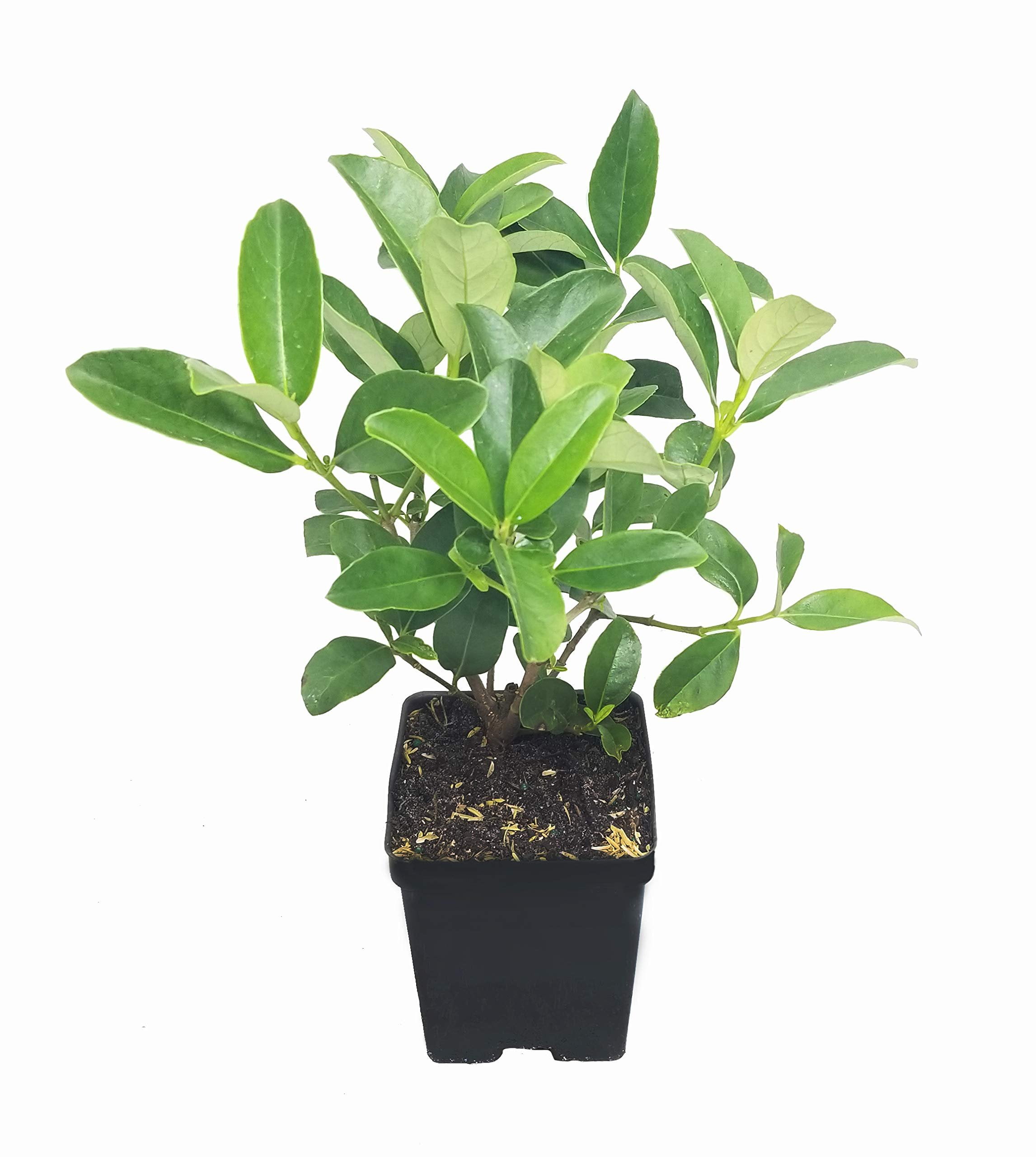 Sweet Viburnum  12 Large 4 Inch Pots  Viburnum Odorotissimum  Live Plants  Fast Growing Privacy Hedge, Shrub, Privacy Screen