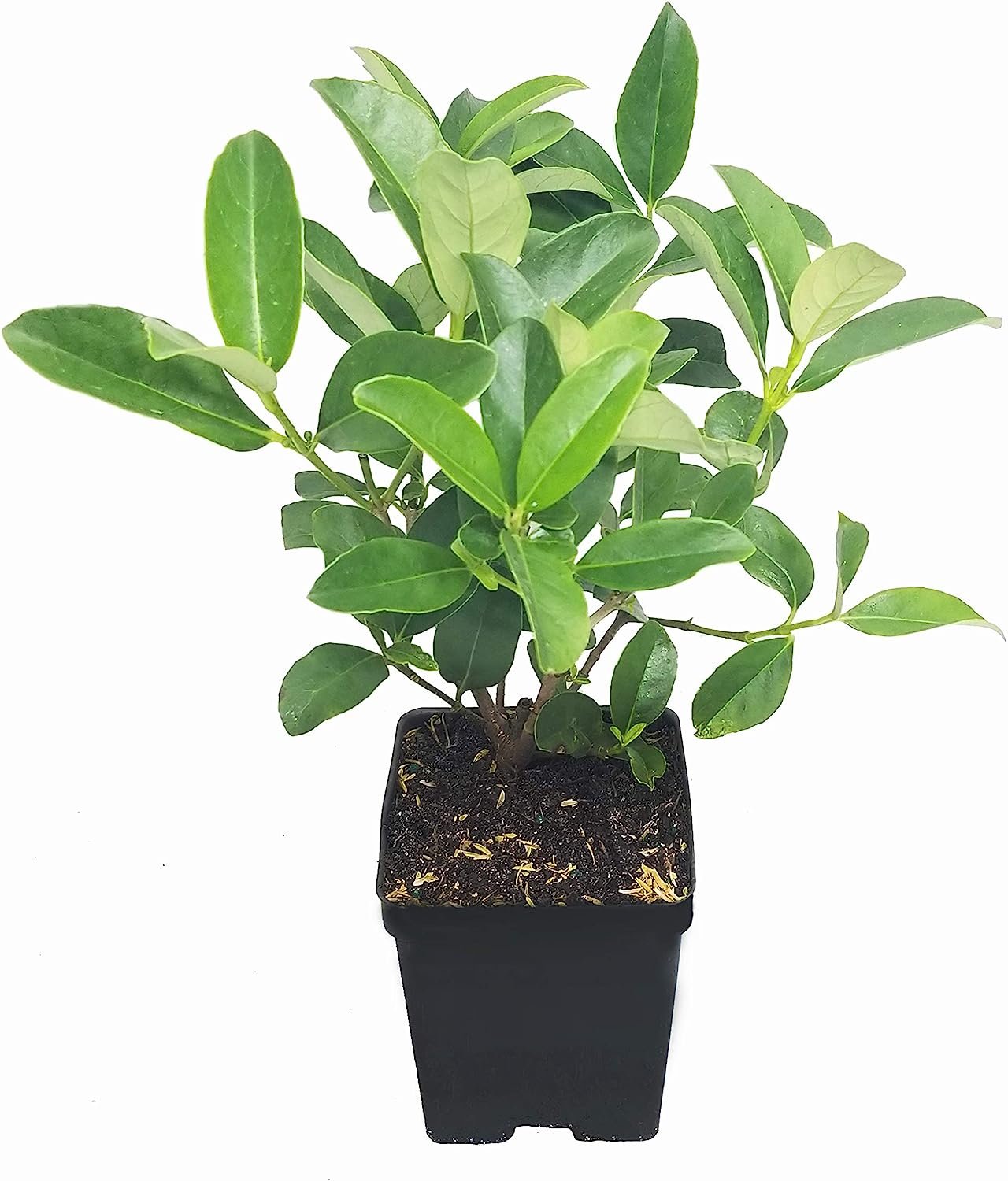 Sweet Viburnum 3 Live Quart Size Plants Viburnum Odoratissimum Fast Growing Privacy Hedge