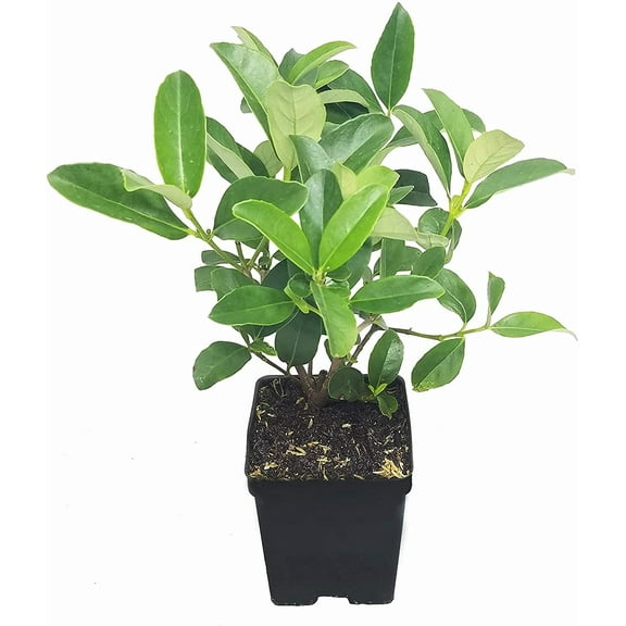 Sweet Viburnum 5 Large 4 Inch Pots Viburnum Odorotissimum Live Plants Fast Growing Privacy Hedge, Shrub, Privacy Screen