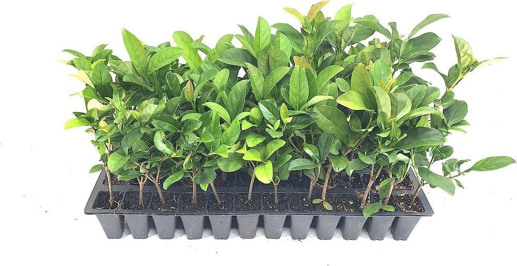 Sweet Viburnum Odoratissimum Live Plants Evergreen Privacy Hedge