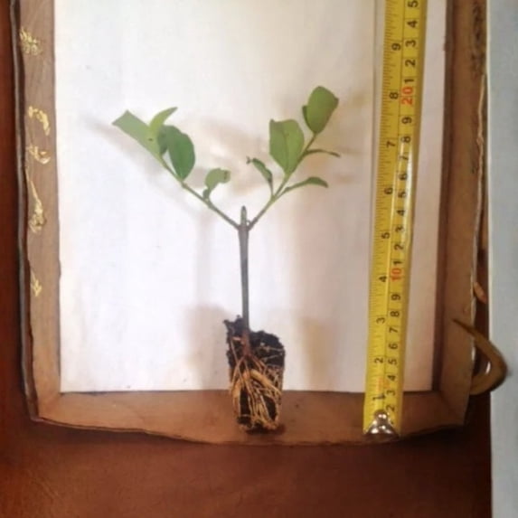 Sweet Viburnum – live starter plants less than 12 inches tall