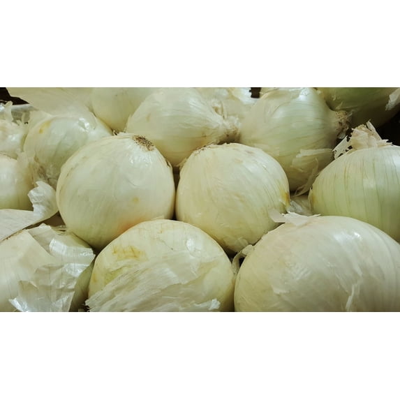 Sweet White Spanish Onion Seeds/Annual/Full Fun/1775 Seeds 1/4 oz/ Zellajake Farm and Garden - B106