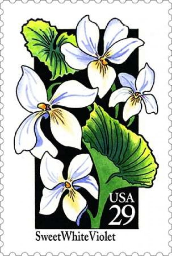 Sweet White Violet Canvas Art - US POSTAL SERVICE (12 x 18)