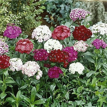 Sweet William Flowers 200+ Seeds, Mixed Colors, Beautiful Clusters
