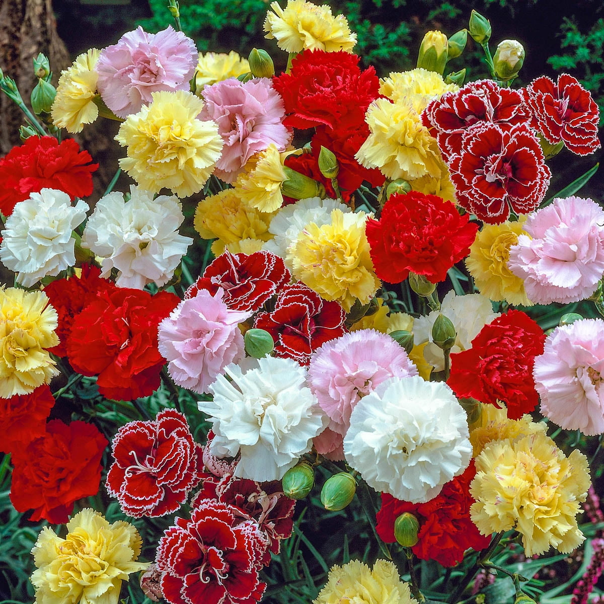 Sweet William Multi-Color Flowering Dianthus Mixture Dormant Bare Root ...