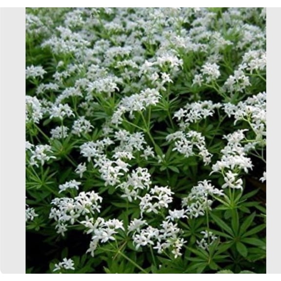 Sweet Woodruff Plant: Fragrant White Star Flowers, Deer Resistant Groundcover 4 inch pot