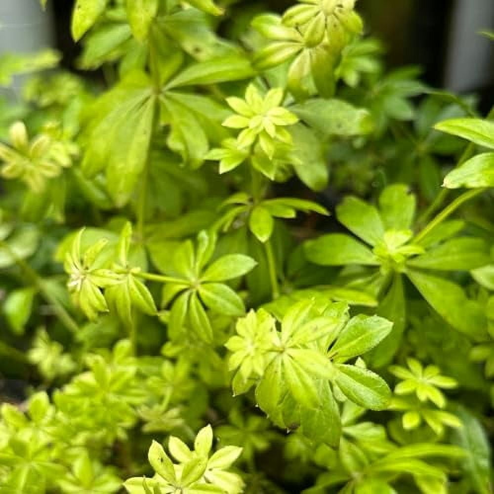 Sweet Woodruff Plant (Galium odoratum) 2.5 inch Pot