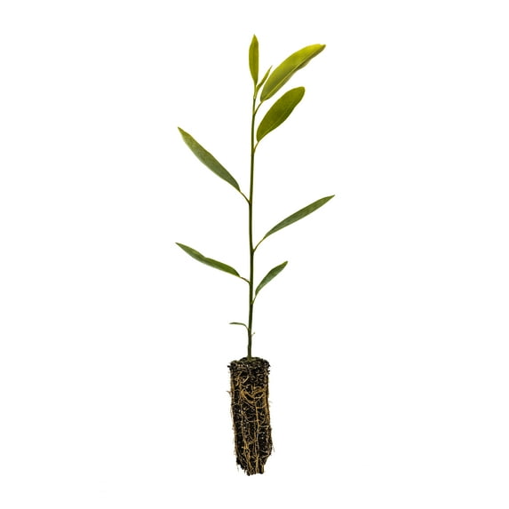 Sweetbay Magnolia | Medium Tree Seedling | The Jonsteen Company