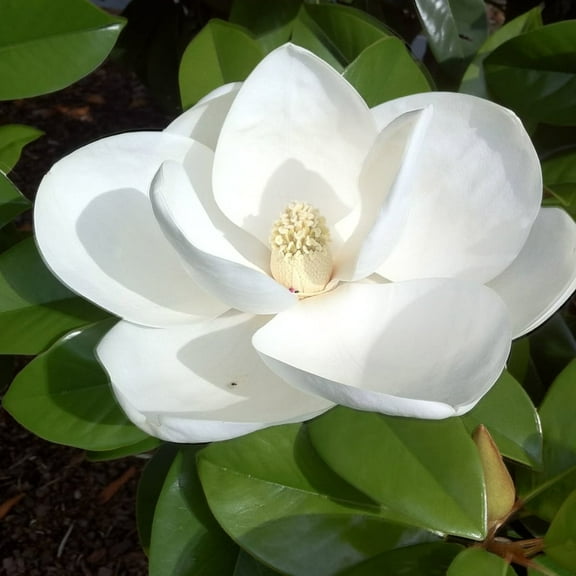Sweetbay Magnolia Plant Live, Dormant Tree, Fragrant Magnolia Tree 10-18 Inches Tall, Outdoor Garden, Quart Pot