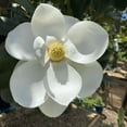 thumbnail image 1 of Sweetbay Magnolia Tree, Magnolia Tree Live Plant, 4'' Inches Quart Pot, Outdoor Landscape, 1 of 5