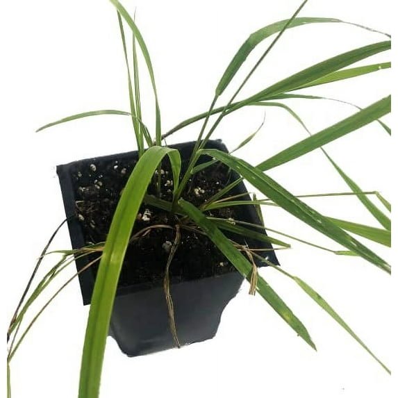 Sweetgrass Plant, (Hierochloe odorata) 2.5 inch Pot