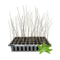 Sweetgum Tree | 10 Live Plants | Liquidambar Styraciflua | Fast-Growing Shade | Vibrant Fall Color Landscaping