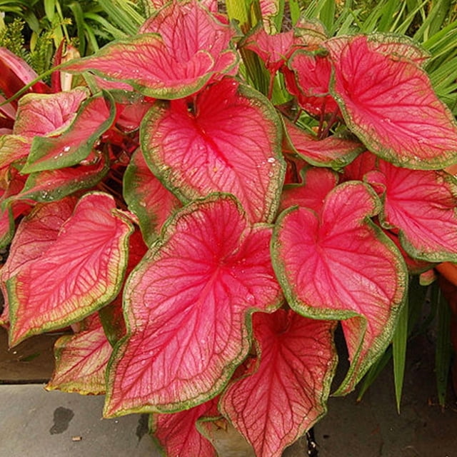 Caladium Deer Resistant
