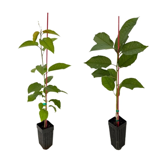 MicroStarts Live Sweetheart Cherry & Stella Cherry - 2 Fruit Trees in Nursery Pots