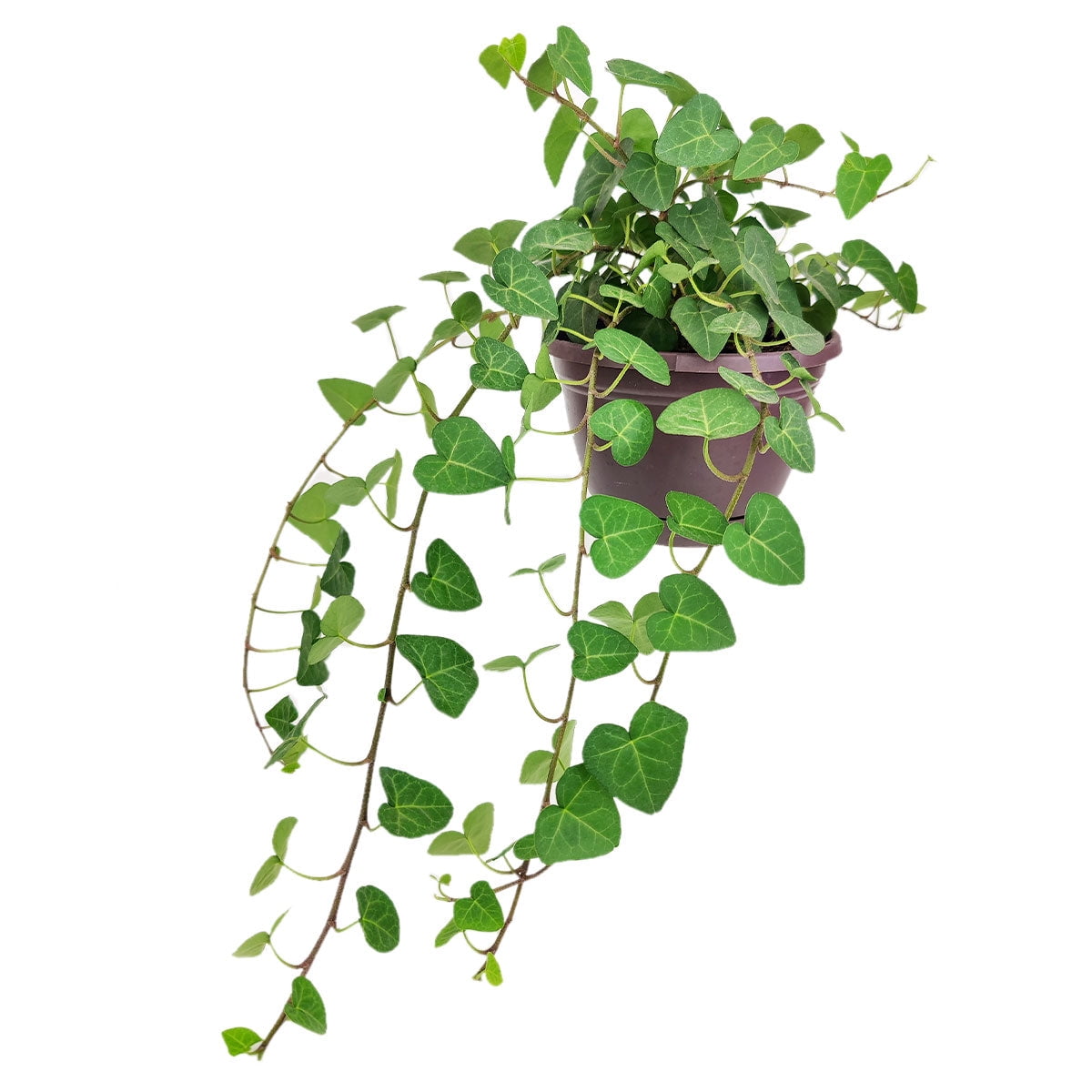 Sweetheart Ivy Plant (6"+ Plastic Pot) Best Trailing Houseplant to