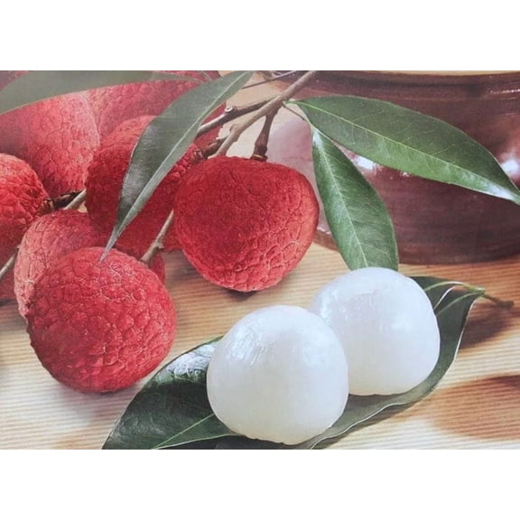 Sweetheart lychee TREE air layered (2-4 Feet Tall). Ship to all states