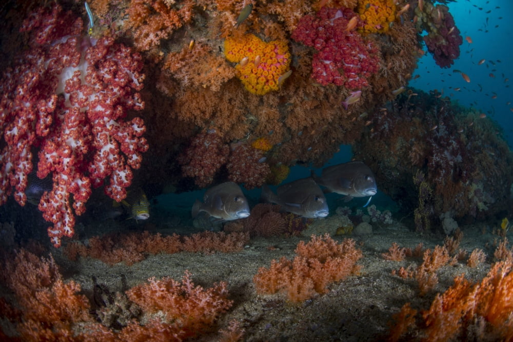 Sweetlip fish hiding underneath clumps of colorful soft coral Indonesia Canvas Art - Mathieu MeurStocktrek Images (34 x 23)