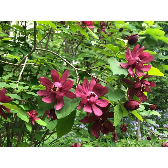 Sweetshrub Live Plant 8-18" Tall in Quart Pot- Carolina Allspice Bush Shrub Tree- Sweet Shrub Plant- Calycanthus Floridus- Fragrant Shrub Outdoor Garden