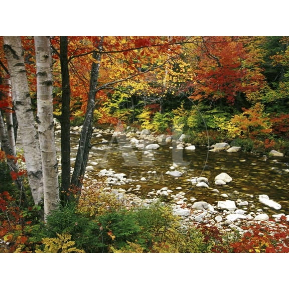 Swift River with Aspen and Maple Trees in the White Mountains, New Hampshire, USA, Scenic Seasons Unframed Premium Photographic Print Wall Art by Darrell Gulin Sold by ArtCom