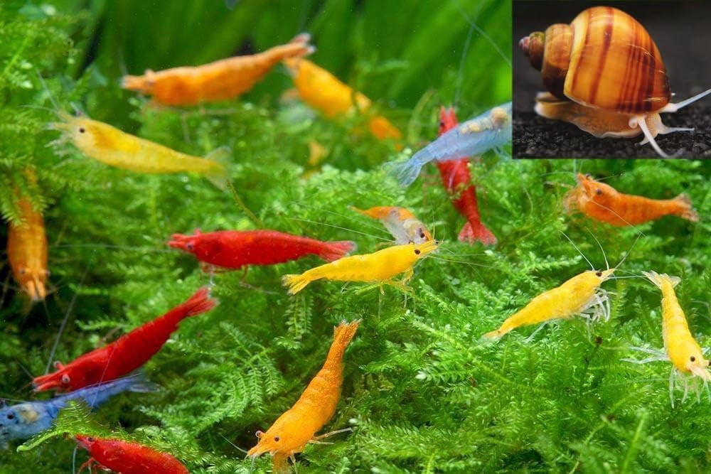10 Blue Velvet Neocaridina Shrimp + 3 Mystery Snails – Premium Freshwater Aquarium Clean-Up Crew