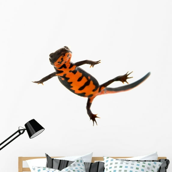 Swimming Fire Bellied Newt Wall Decal by Wallmonkeys Peel and Stick Graphic (48 in W x 32 in H) WM222482