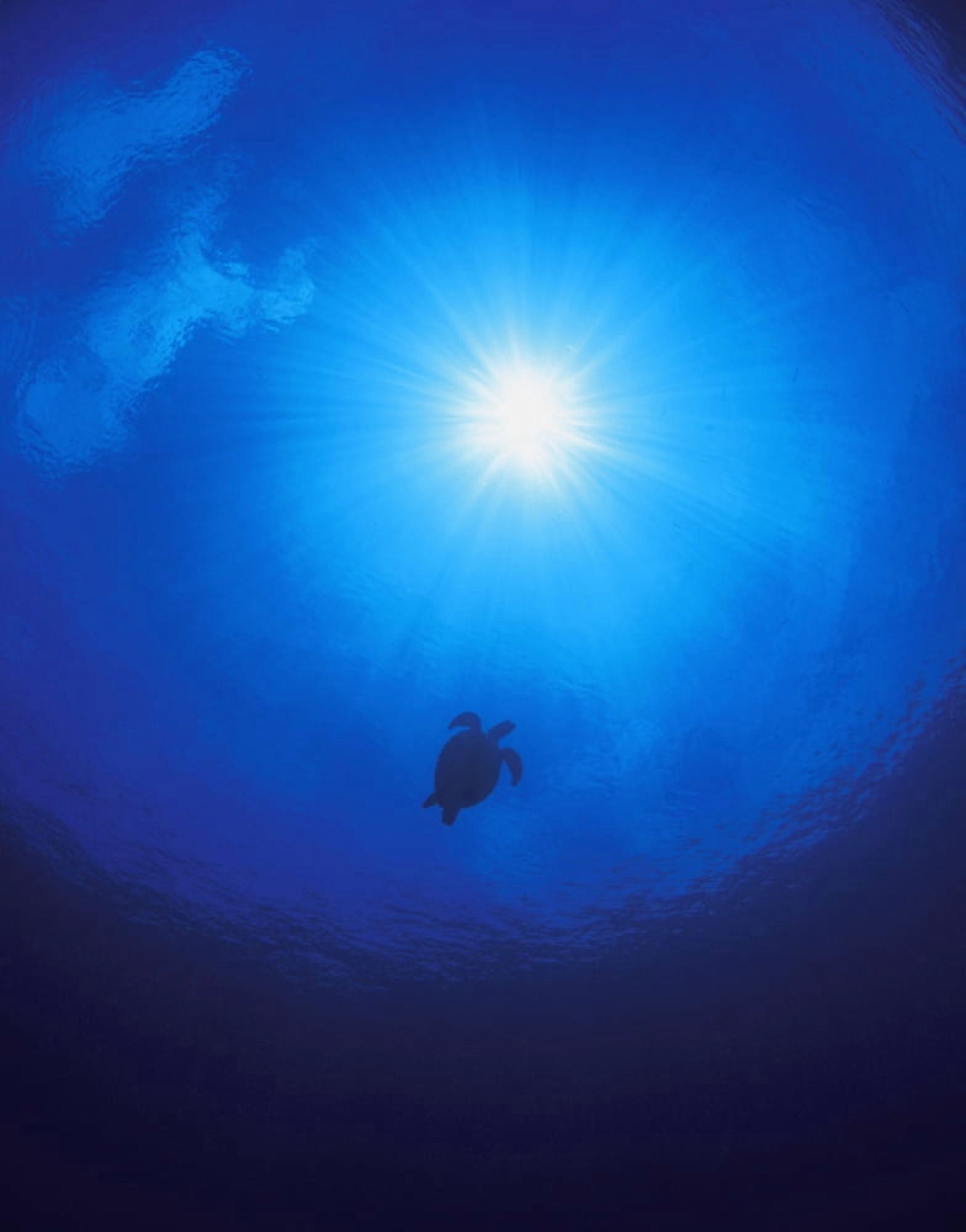 Swimming Sea Turtle Canvas Art - Carson Ganci Design Pics (24 x 32)