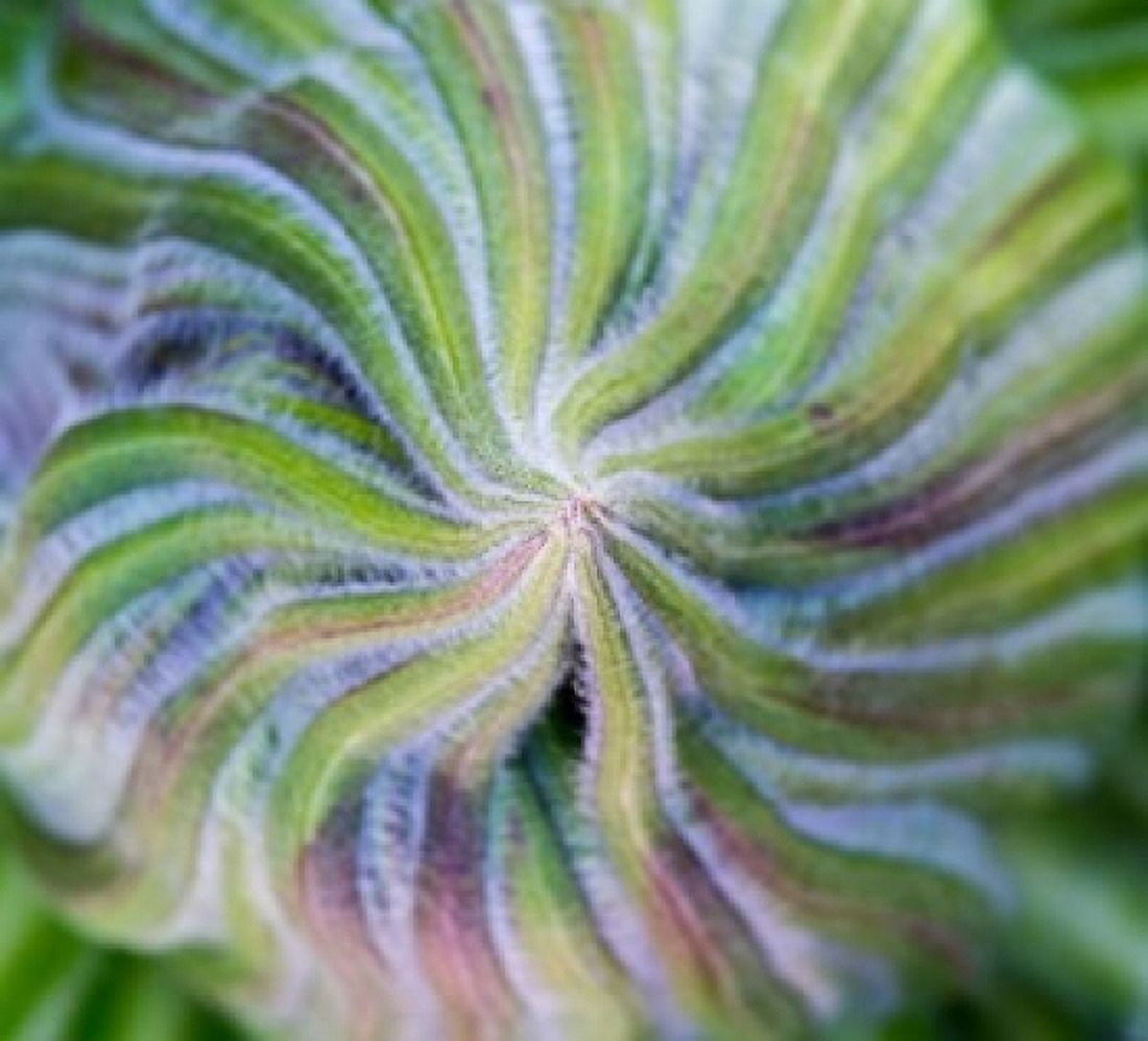 Swirling pattern in Giant Lobelia rosette of leaves, Kenya Poster Print ...