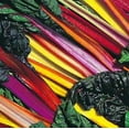 thumbnail image 1 of Swiss Chard Bright Light Garden Heirloom Vegetable 25 Seeds, 1 of 1