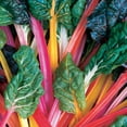 thumbnail image 1 of Swiss Chard Bright Lights Seed, Untreated, 2,000 Seeds, 1 of 1