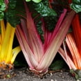 thumbnail image 1 of Swiss Chard Garden Seeds - Bright Lights - 0.25 Oz - Non-GMO, Heirloom Vegetable Gardening & Microgreens Seeds, 1 of 2