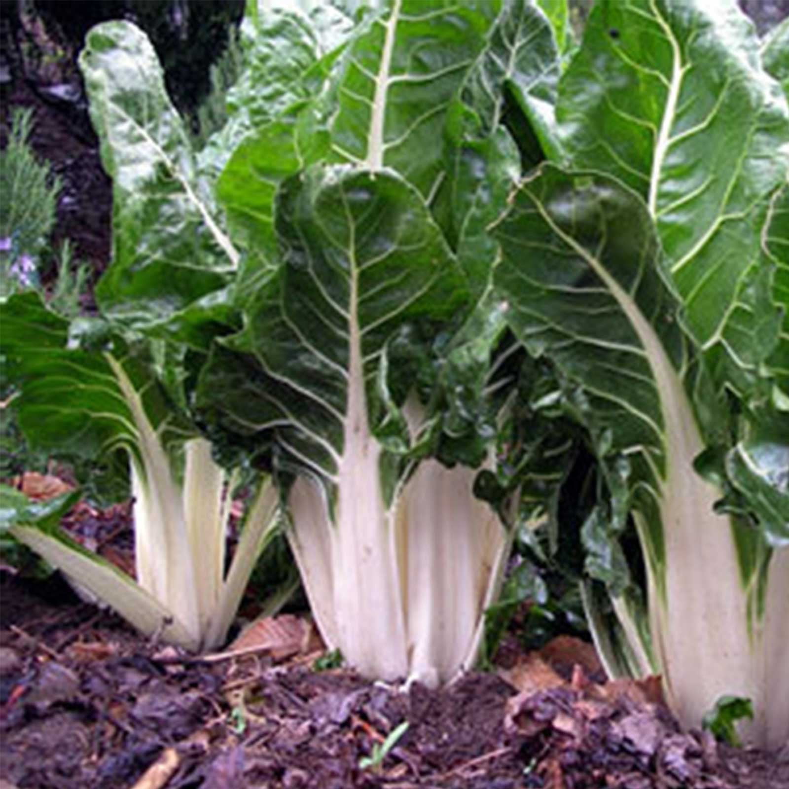 Mountain Valley Seed Company Swiss Chard Garden Seeds - Thumbnail 2