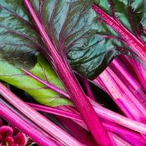 Mountain Valley Seed Company Swiss Chard Garden Seeds, Non-GMO Heirloom