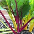 thumbnail image 1 of Swiss Chard Garden Seeds - Rainbow Mix - 1 Lb Bulk - Non-GMO, Heirloom Vegetable Gardening & Microgreens Seeds, 1 of 2