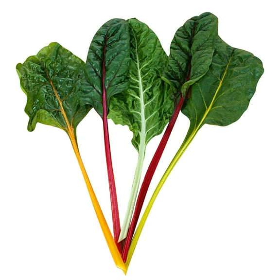 Swiss Chard Northern Lights Mix Seed