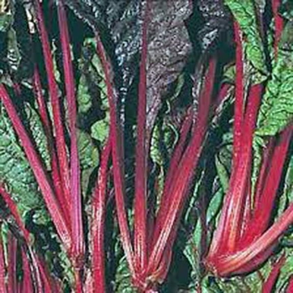 Swiss Chard Seeds, Ruby Red, Heirloom, 500 Seeds, Non GMO