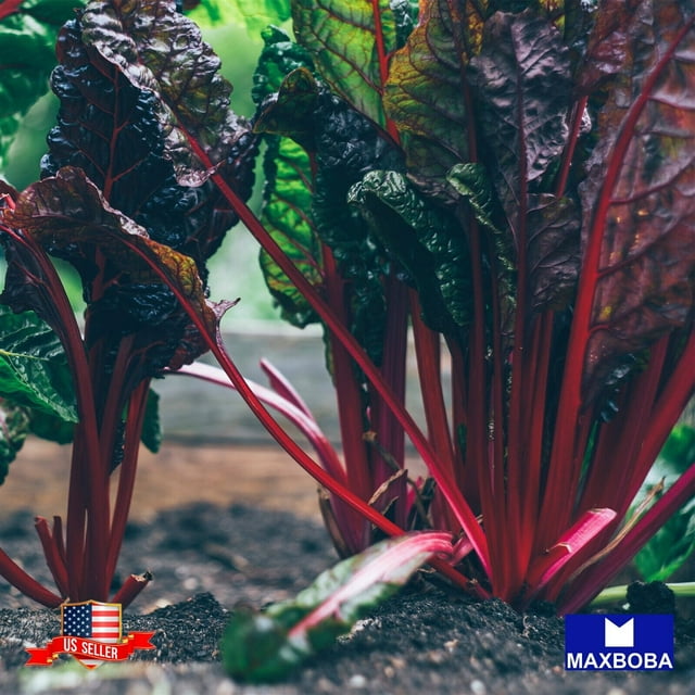 Swiss Chard Seeds Ruby Red Organic NonGMO Heirloom and Vegetable Garden, 100 Seeds