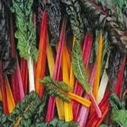 Swiss Chard Seeds,Swiss Chard, Rainbow, Heirloom, 200 Seeds, Non GMO