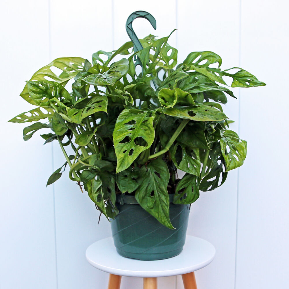 Swiss Cheese, Monstera Adansonii, LIVE vine plant in 8" hanging pot