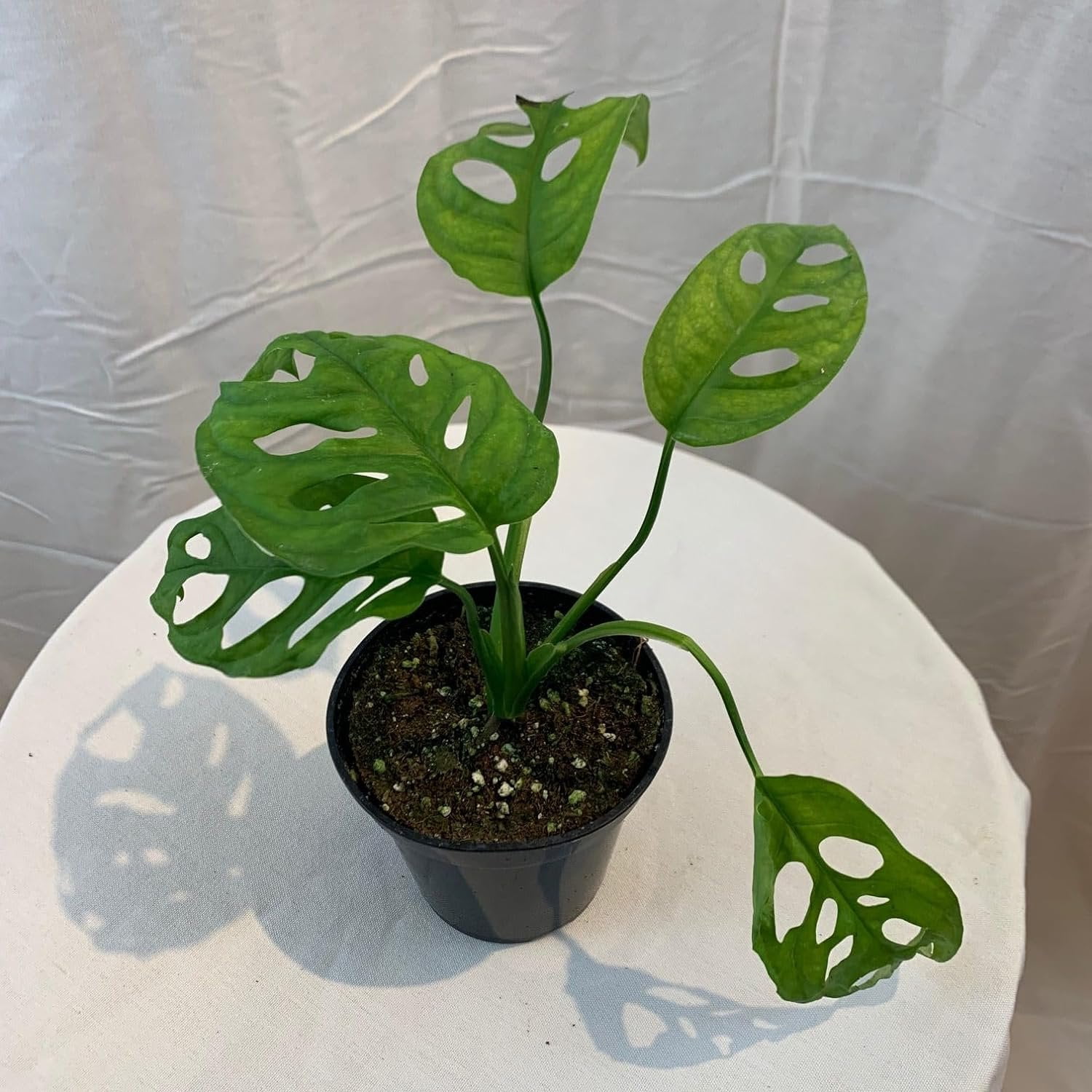 Swiss Cheese Philodendron Live Plant in a 4 Inch Pot Philodendron