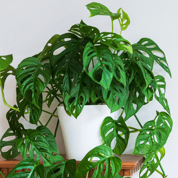 Swiss Cheese Plant 4-8'', Monstera Deliciosa Live Indoor Plant, Ready to Grow